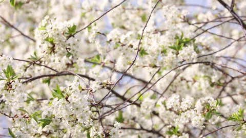 Branches Of A Tree Densely Covered With White Spring Blossoms And Green Leaves S Stock Footage 310300144