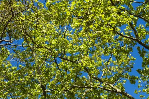 Branches of a tree in a directly below view in a sunny day Foto stock
