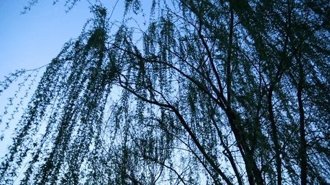 Branches of tree at dusk Stock Footage 88336248