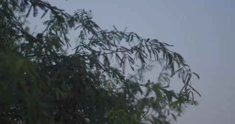 Branches of tree in dusk sky in Riffa Stock Footage 279233533