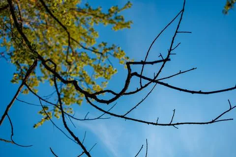 Branches of a tree extend against a bright blue sky during a sunny day in a.. Stock Photos