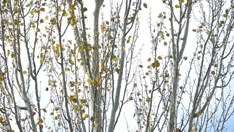 Branches Tree with fallen leaves on the background of the cloudy sky 動画素材 103978372