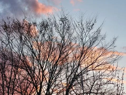 Branches of a tree fill the frame as the sun sets, creating a backdrop of pin Stock Photos