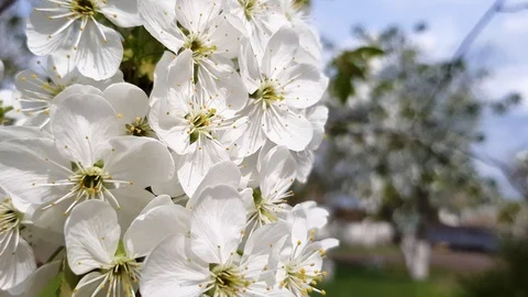 Branches of a tree with flowers Stock Footage 89176569