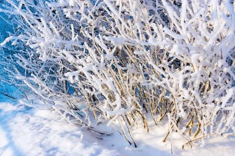 Branches tree with fluffy white snow and crystals of hoarfrost Foto stock