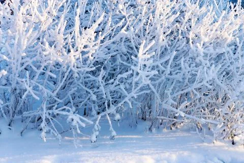 Branches tree with fluffy white snow and crystals of hoarfrost Stock Photos