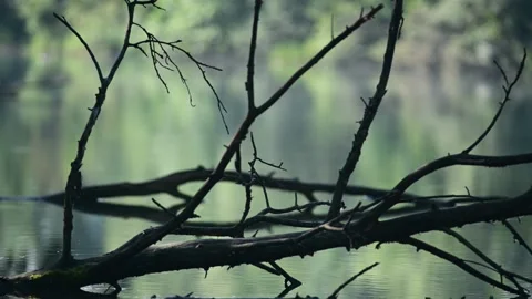 Branches of a tree in the fog Stock Footage 133808008