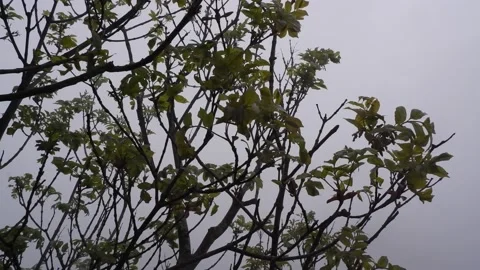 Branches of a tree in the fog Stock Footage 230025709