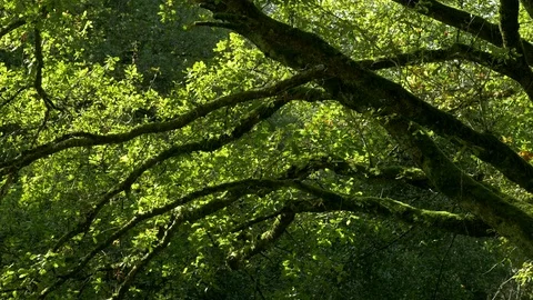 Branches of a tree Stock Footage 73888026
