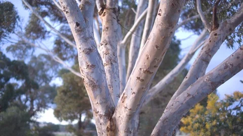 Branches of a tree Vidéo 87120718