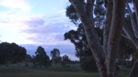 Branches of a tree Vídeos de archivo 87120797