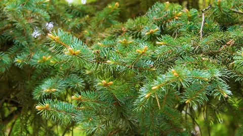 The branches of the tree Stock Footage 90097322