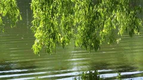 Branches of a tree Stock Footage 90459824