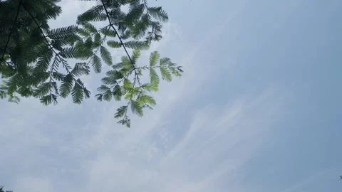 Branches of a tree Stock Footage 241550918