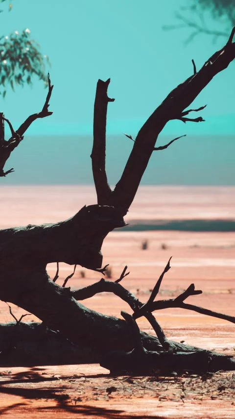 Branches of a tree in the foreground with ocean in the distance during daytime Stock Footage 338416340