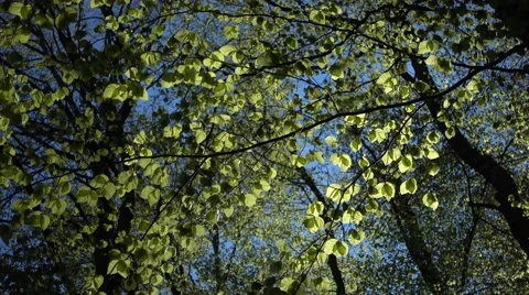 The branches of tree in a forest Stock Footage 65485174