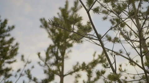 The branches of a tree in the forest Stock Footage 91192723