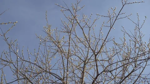 The branches of a tree with fresh buds swaying in the wind against the blue sky Stock Footage 107150998