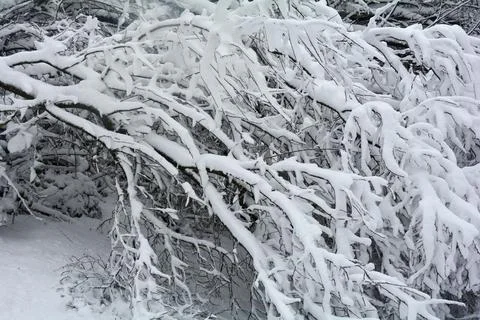 Branches of a tree full of snow Foto stock