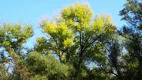 Branches of a tree with green and partially yellowing leaves against a brig.. Stockbeeldmateriaal 331206727
