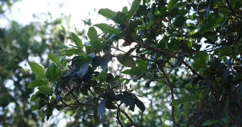 The branches of a tree with green leaves are swaying in the wind Stock Footage 220516722