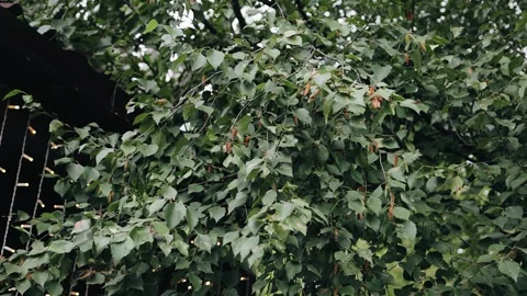 The branches of a tree with green leaves are filmed in motion. Close-up Stock Footage 270757714
