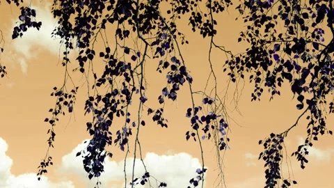 The branches of the tree hang against the orange sky. Suitable for backgrounds. Stock Footage 167018699