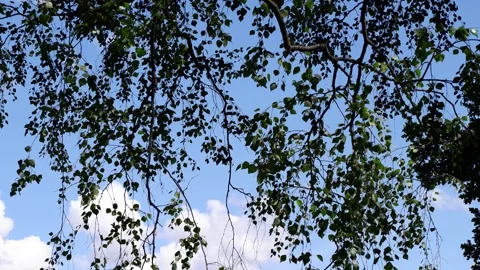 The branches of the tree hang down against the blue sky. Stock Footage 157555496