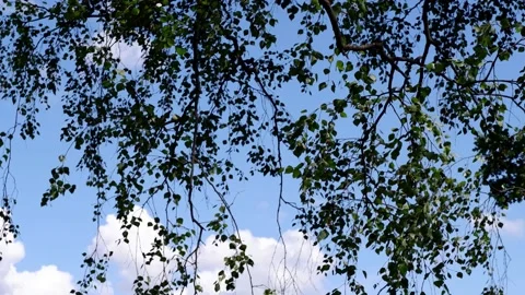 The branches of the tree hang down against the blue sky. Stock Footage 157766226