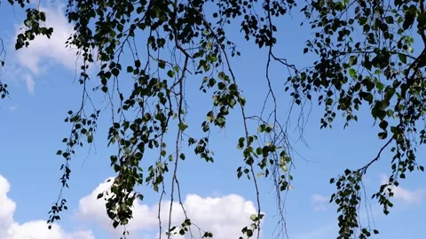 The branches of the tree hang down against the blue sky. Stock Footage 158016526