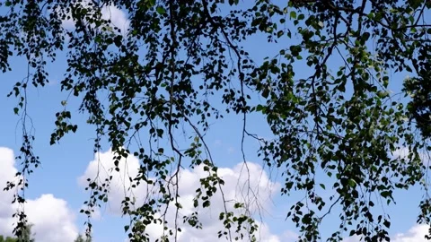 The branches of the tree hang down against the blue sky. Stock Footage 158059000