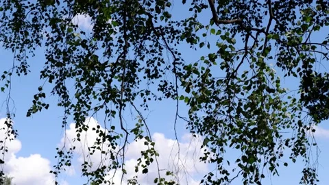 The branches of the tree hang down against the blue sky. Stock Footage 158103769