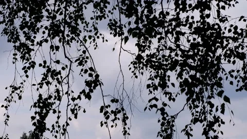 The branches of the tree hang down against the blue sky. Stock Footage 158642186