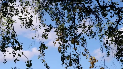 The branches of the tree hang down against the blue sky. 4k Stock Footage 161332000