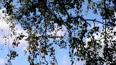 The branches of the tree hang down against the blue sky.  4k Stock Footage 164765142