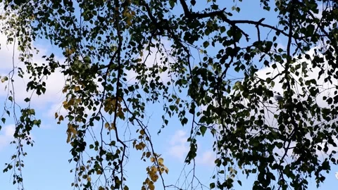 The branches of the tree hang down against the blue sky. 4k Stock Footage 165674830