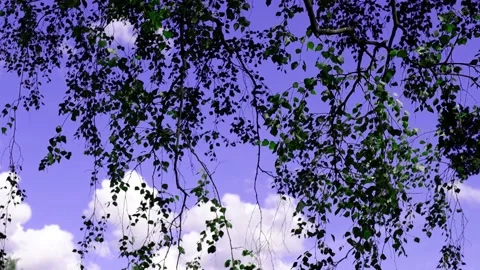 The branches of the tree hang down against the blue sky. Stock Footage 167366086