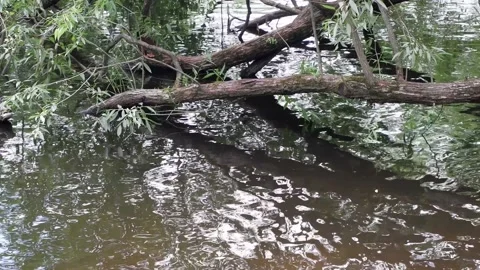 The branches of the tree hang down to the water. Duck on a tree. Stock Footage 158691078