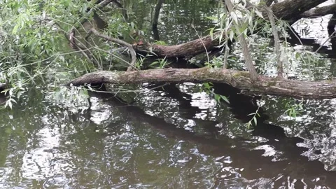 The branches of the tree hang down to the water. Duck on a tree. Stock Footage 158985403