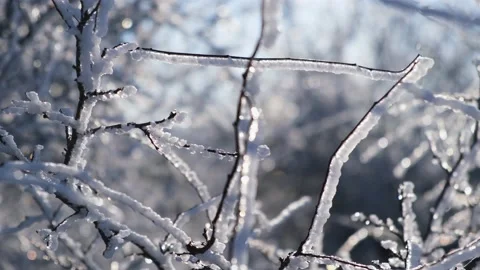 Branches tree ice. Beautiful natural winter background. Stock Footage 217425145
