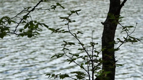 Branches of a tree by the lake Stock Footage 241658799