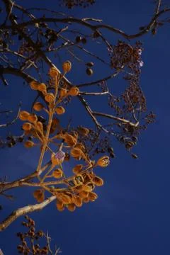 BRANCHES OF A TREE LEAF CADUCA IN SPRING Stock Photos