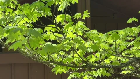 Branches of a tree with leaves  illuminated by the rays of the sun Stock Footage 241543418