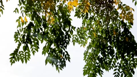 Branches of a tree, with leaves starting to turn yellow against the sky Stock Footage 153998546