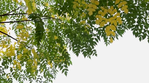 Branches of a tree, with leaves starting to turn yellow against the sky Stock Footage 153998547