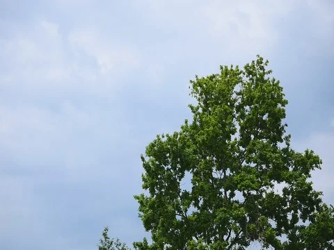 Branches of a tree with leaves swaying against the clear sky Stock Footage 76822933