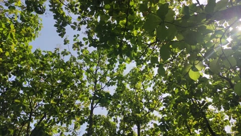 Branches Of A Tree With Leaves Swaying Video stock 220560344