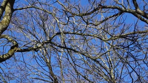 Branches of a tree moving in the storm Video stock 45967066