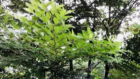 Branches of Tree moving with wind Video stock 140631932