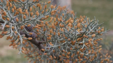 Branches of a tree on nature Stock Footage 175257500